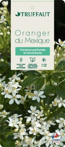 Choisya Ternata: C 5L -Pas Cher Verloisia Magasin 797537 005