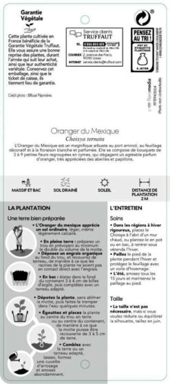 Choisya Ternata: C 5L -Pas Cher Verloisia Magasin 797537 006