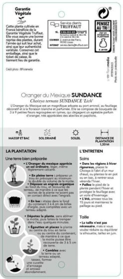 Choisya Ternata Sundance : H30/40cm C 5L -Pas Cher Verloisia Magasin 797540 004