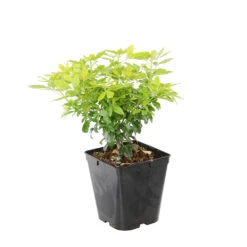 Choisya Ternata Sundance : H30/40cm C 5L -Pas Cher Verloisia Magasin 797540 1766065
