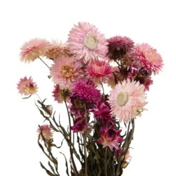 Bouquet De Fleurs Séchées Helichrysum Rose 5 Bouquet De Fleurs Séchées Helichrysum Rose -Pas Cher Verloisia Magasin 837659 1697287
