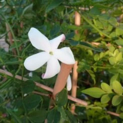 Jasmin De Grasse' - Jasminum Grandiflorum 3l -Pas Cher Verloisia Magasin 8e2768ecb4b5ce36