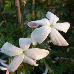 Jasmin De Grasse' - Jasminum Grandiflorum 3l -Pas Cher Verloisia Magasin 9358d9931f25faf6