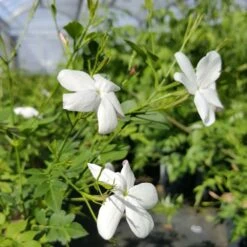 Jasmin De Grasse' - Jasminum Grandiflorum 3l -Pas Cher Verloisia Magasin db74d1bfad2ddd70