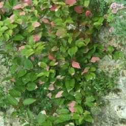 Actinidia Kolomikta - Actinidia Kolomikta 3l -Pas Cher Verloisia Magasin e80ca545c0eec709