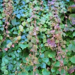 Vigne Vierge 'veitchii' - Parthenocissus Tricuspidata Robusta 1.5l -Pas Cher Verloisia Magasin edfff861a8eca49e