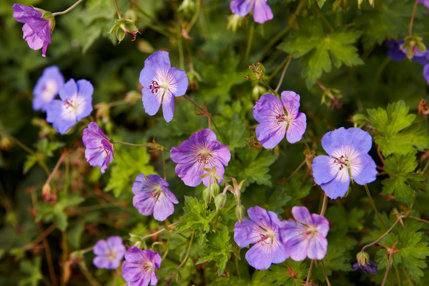 Pas Cher Verloisia Magasin -Pas Cher Verloisia Magasin 101806163 geranium bd69eabbd89e4beb87dd6f85c072cd2f