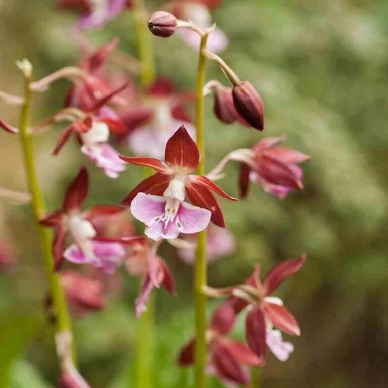 Pas Cher Verloisia Magasin -Pas Cher Verloisia Magasin 640394293af0f9.29007006 768x768 1