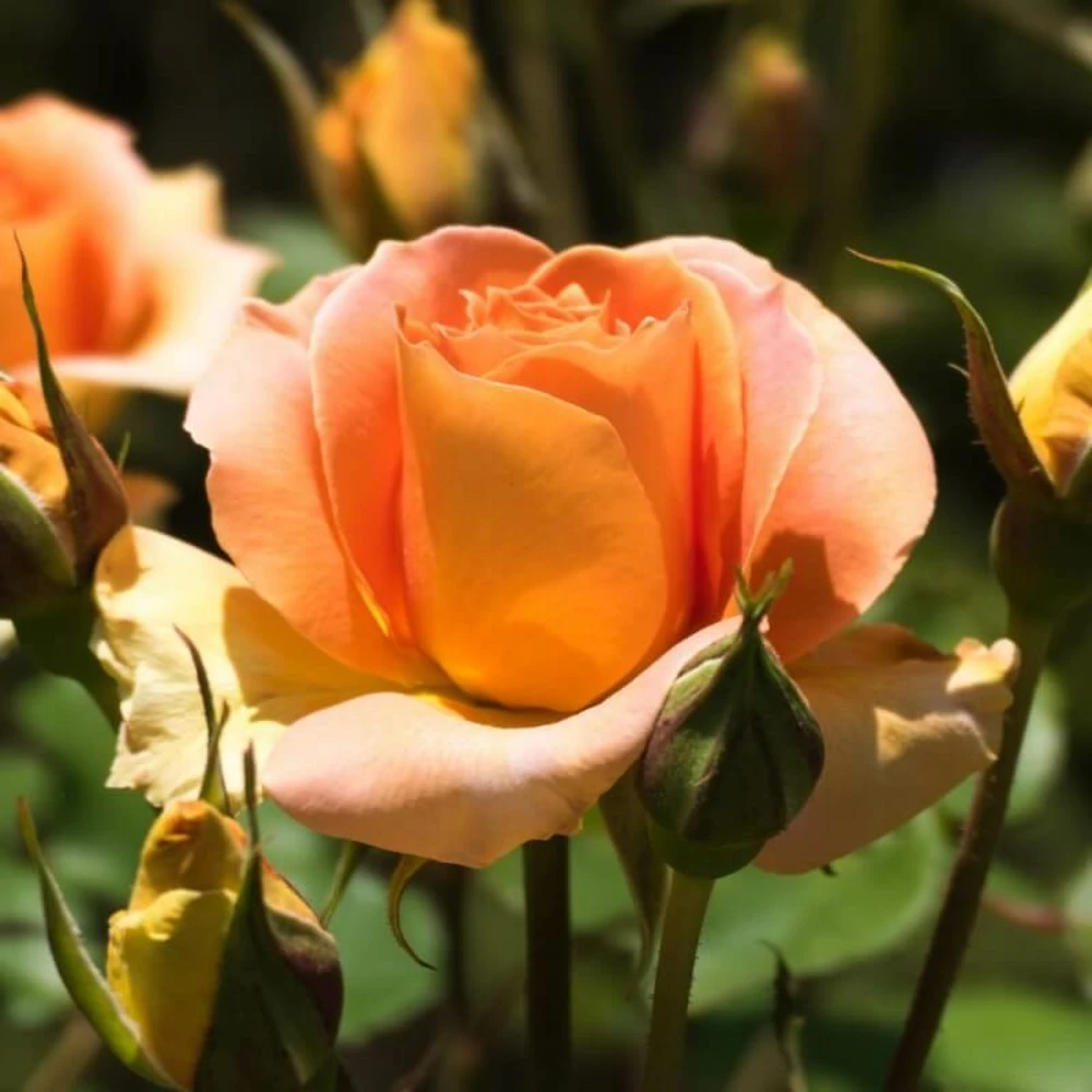 Pas Cher Verloisia Magasin -Pas Cher Verloisia Magasin 6419b64b2ffa37.16360520