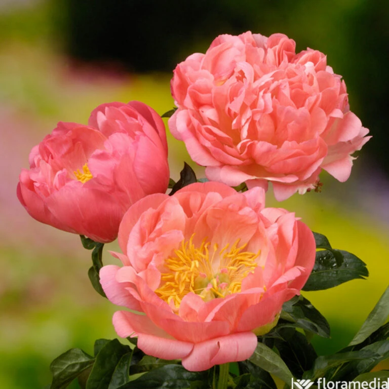 Pas Cher Verloisia Magasin -Pas Cher Verloisia Magasin 748903 1304392 768x768 1